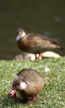A Couple Wild Duck Royalty Free Stock Images A Couple Wild Duck Royalty Free Stock Images