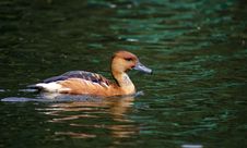 A Swimming Duck Royalty Free Stock Images