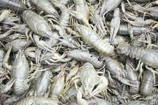 Heap Of Crayfish Royalty Free Stock Photos Heap Of Crayfish Royalty Free Stock Photos