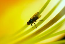 Fly In The Inside Stock Images Fly In The Inside Stock Images
