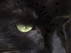 Green Eye Royalty Free Stock Photos Green Eye Royalty Free Stock Photos