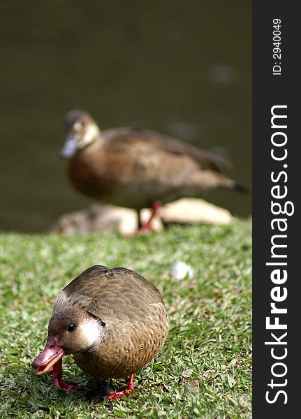 A wild duck is reacting and trying to protect his teritory. A wild duck is reacting and trying to protect his teritory