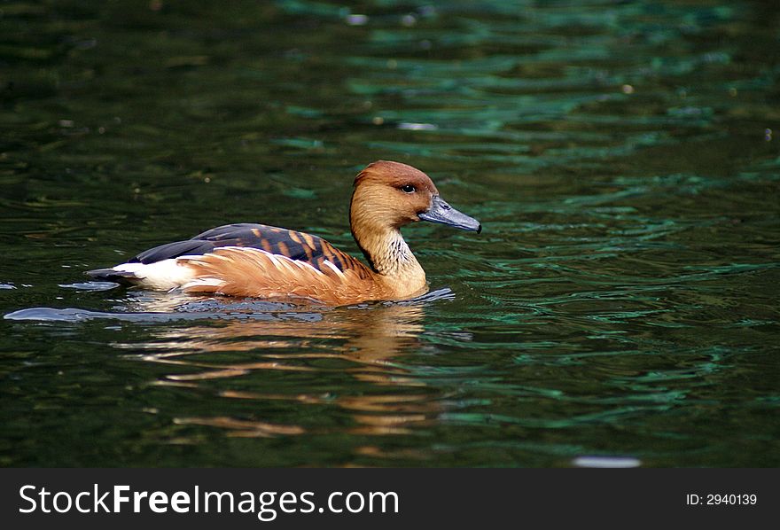 A swimming colorful wild duck on a lake. A swimming colorful wild duck on a lake