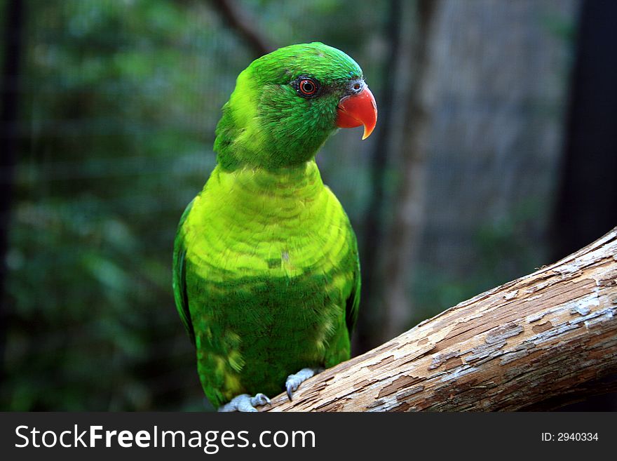 Colorful parakeet