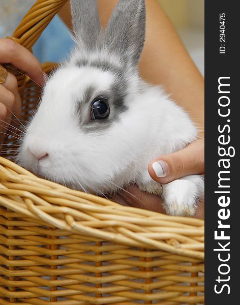 Small rabbit sitting in basket