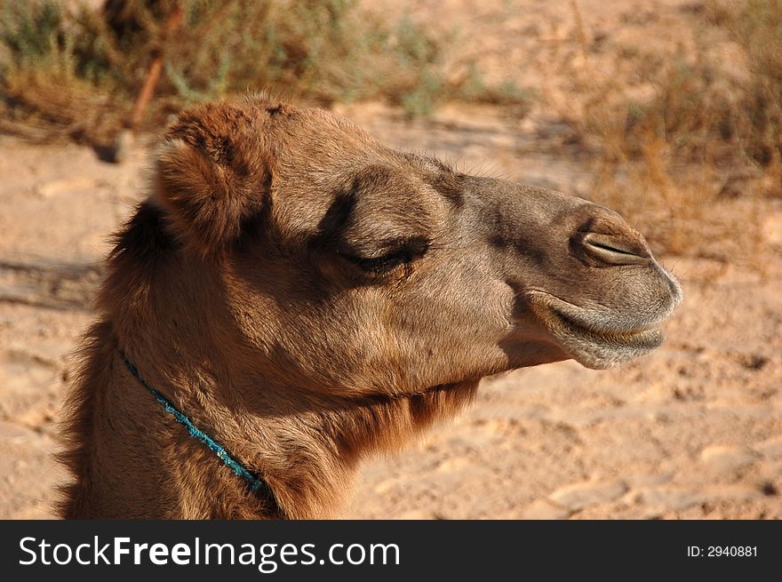 Camel head, in desert Sahara