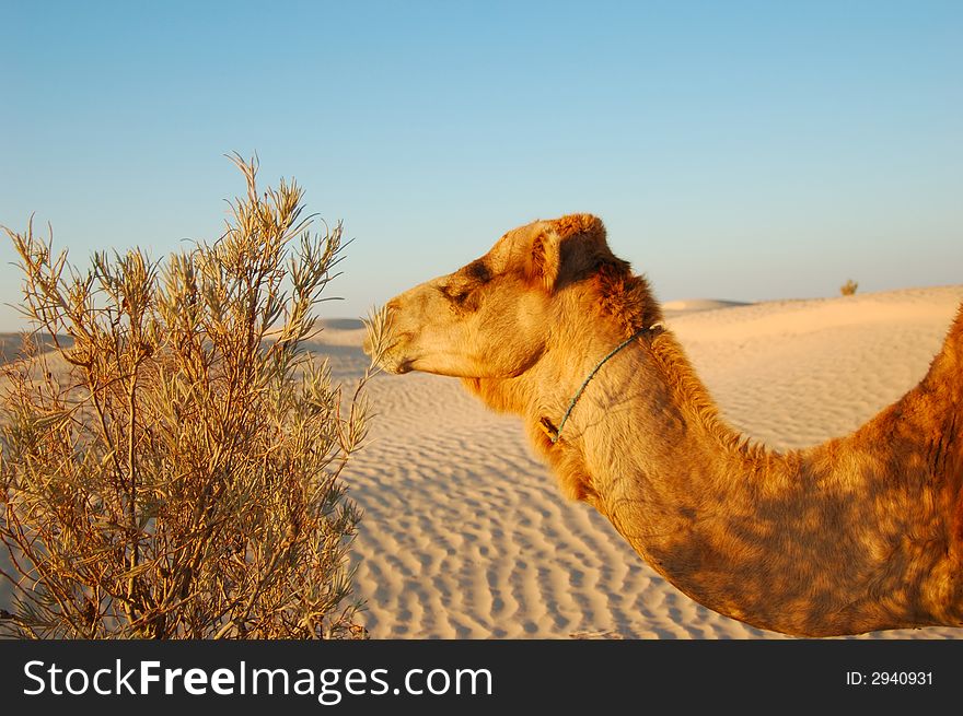 Camel eating bush in desert Sahara