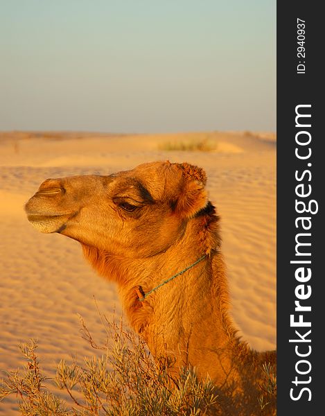 Camel in dunes in desert Sahara. Camel in dunes in desert Sahara