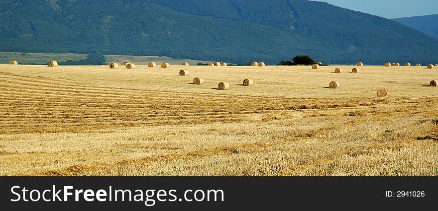Panoramatic view on many hay bales on a golden field