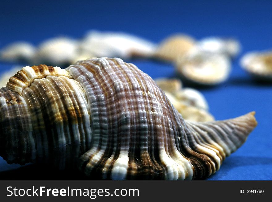 Photo of shell on blue background