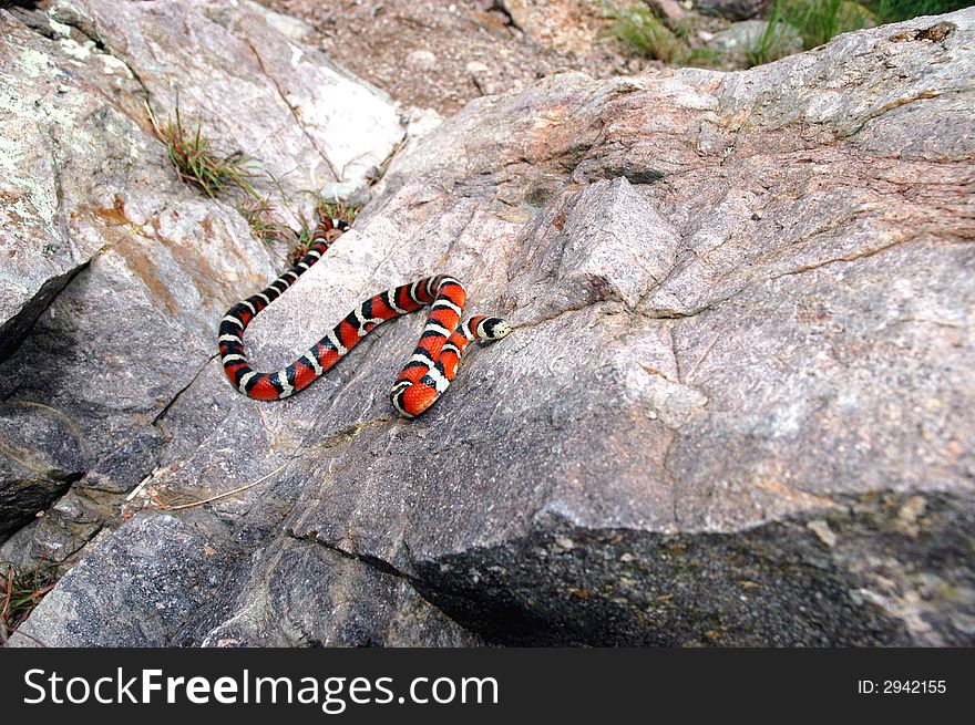 An adult Arizona Mountain Kingsnake crawling across the rocky mountain surface.