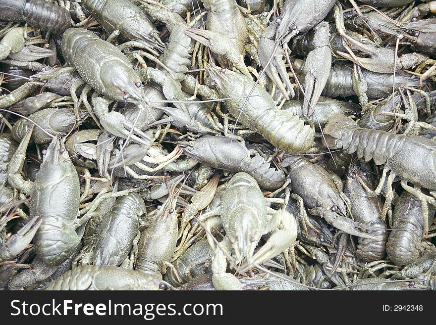 Heap Of Crayfish