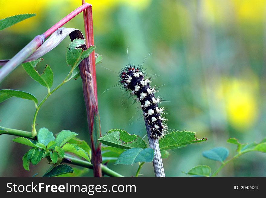 A white and black caterpillar climbs to the end of a stick.
