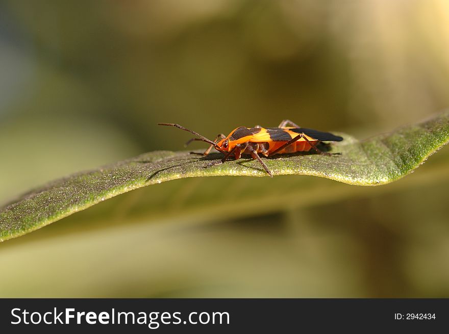 An orange and black insect resting on a green leaf. An orange and black insect resting on a green leaf.