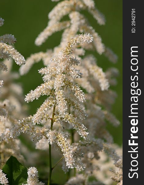 A tall white Astilbe in the forefront in spring.