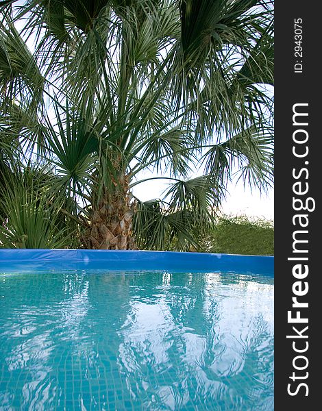 Swimming pool next to Palm Tree. Swimming pool next to Palm Tree