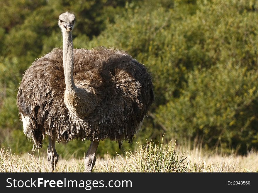 Female ostrich about to peck at some food. Female ostrich about to peck at some food