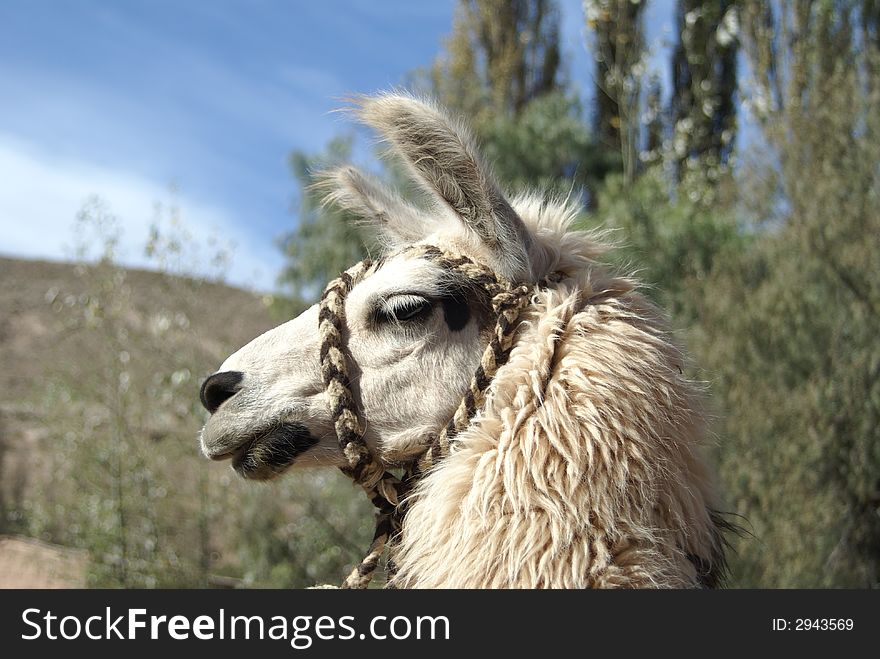 The head of a llama with ropes