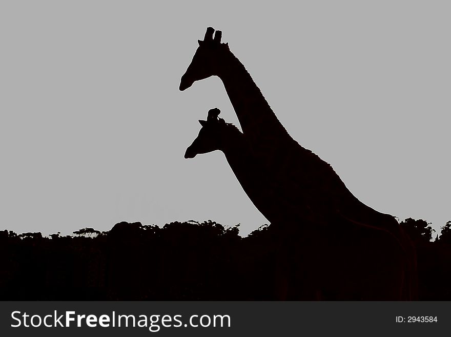 Two giraffe walking past in black and white. Two giraffe walking past in black and white