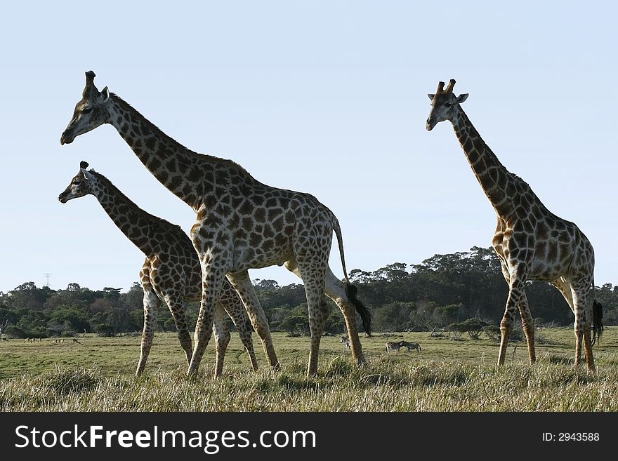 Giraffe Walking Past