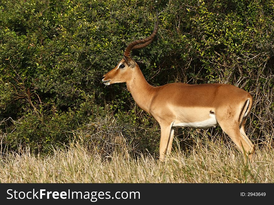 Impala female eating next to some bushes. Impala female eating next to some bushes