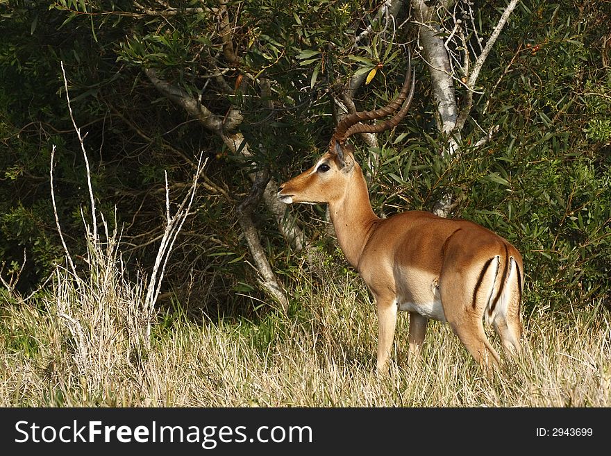 Impala standing and watching next to some bushes