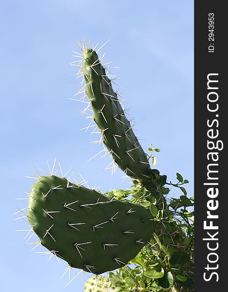 Prickly pear leaves and thorns without any fruit