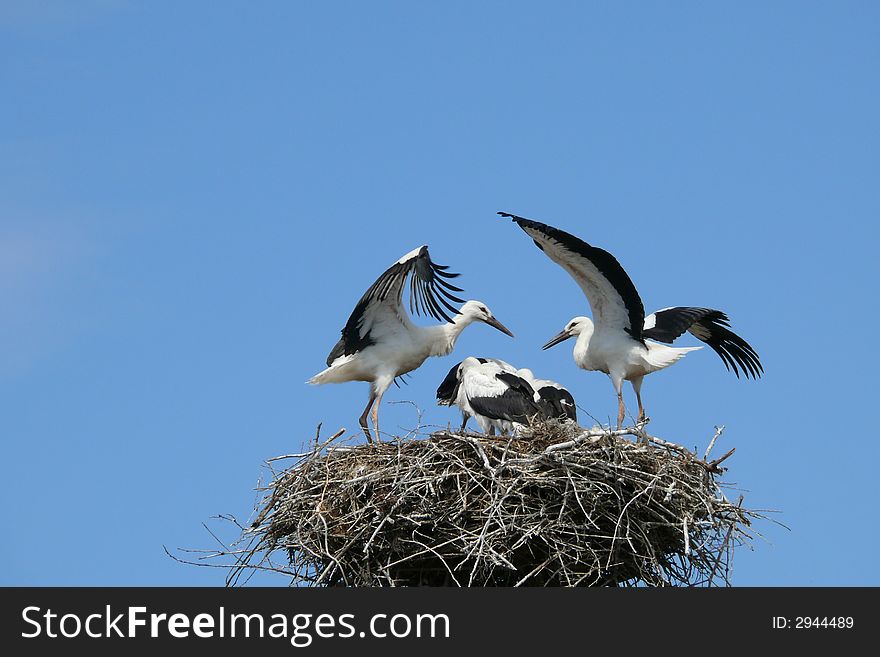 Stork on the nest in the national park of Hortobagy
