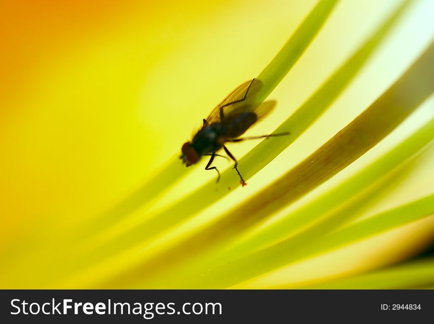 Fly in the inside of a flower, macro, background blurry