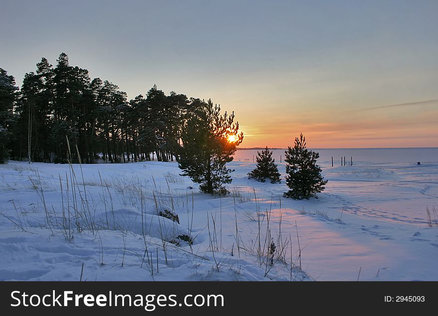 Winter sunset in the snow pine forest. Winter sunset in the snow pine forest