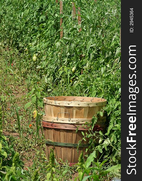 Tomatoe baskets in the field