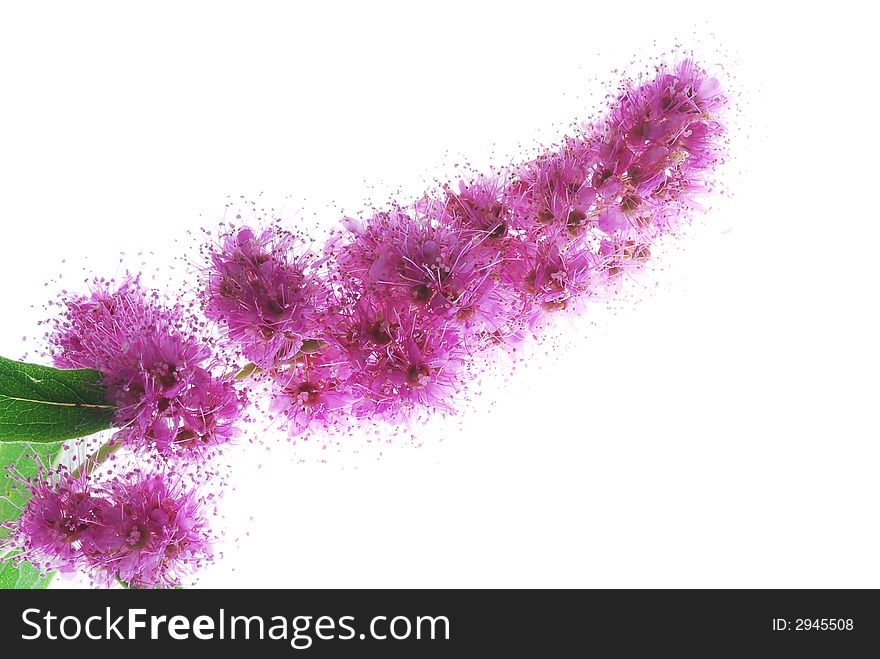 Pink flower on white background. Pink flower on white background