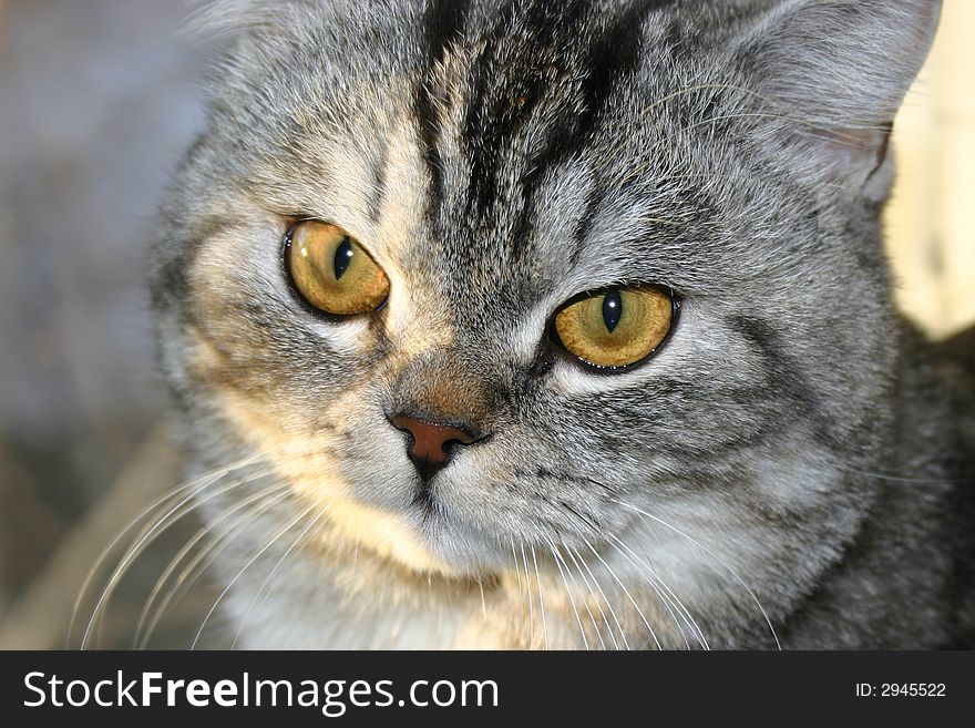 Photo of a head of a grey striped cat with yellow eyes and looking at you. Photo of a head of a grey striped cat with yellow eyes and looking at you