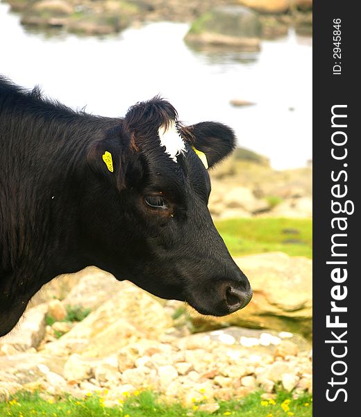 A black and white cow eating grass near the shoreline, Swedish westcoast.