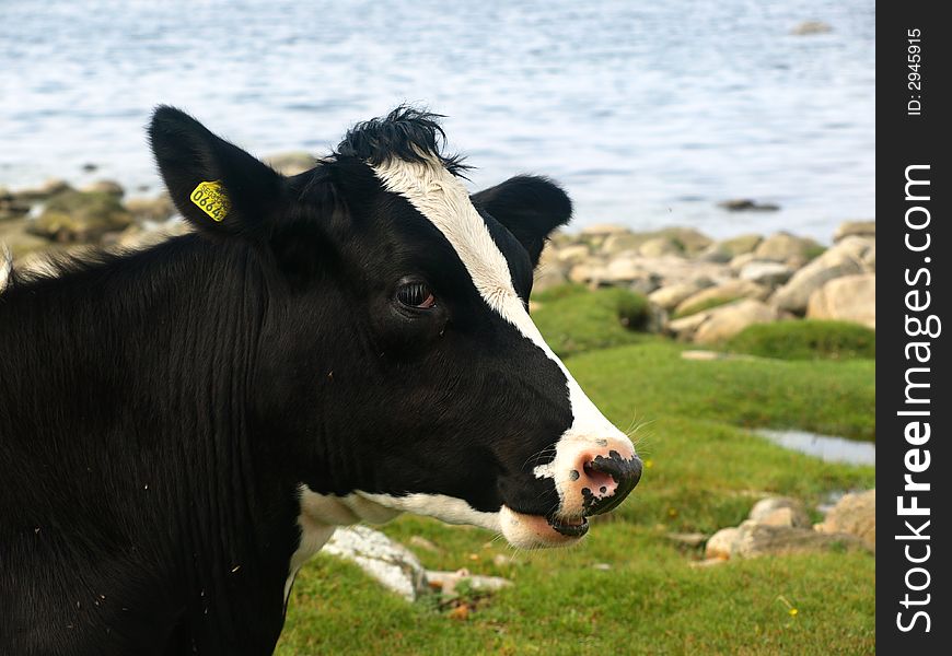 A black and white cow eating grass near the shoreline, Swedish westcoast.