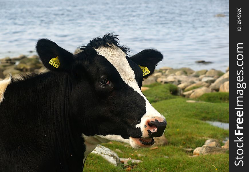 A black and white cow eating grass near the shoreline, Swedish westcoast.