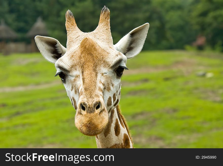 Cute giraffe looking directly at the camera