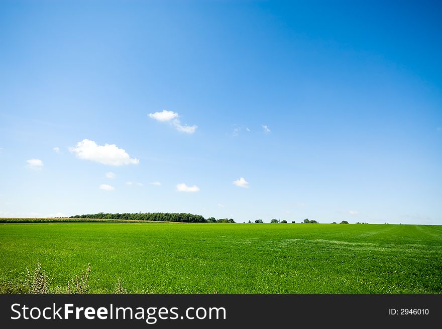 Fresh green grass with bright blue sky background. Fresh green grass with bright blue sky background