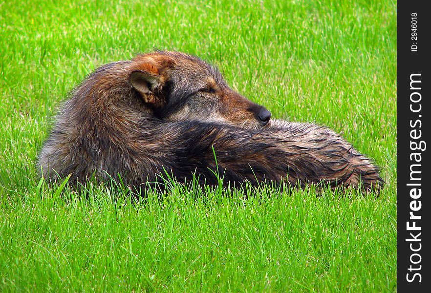 Dog lie on the fresh grass and sleep. Dog lie on the fresh grass and sleep