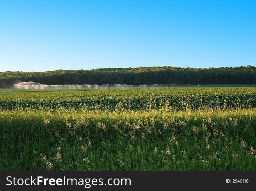 A corn field being irrigated and fertilized. A corn field being irrigated and fertilized