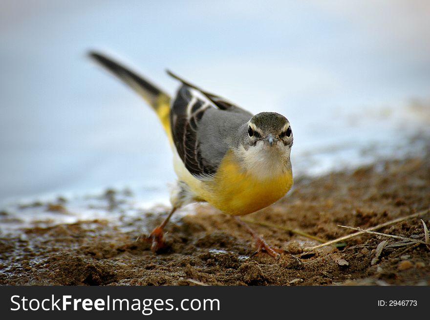 A bright yellow Cape Weaver Bird with a broken leg. A bright yellow Cape Weaver Bird with a broken leg