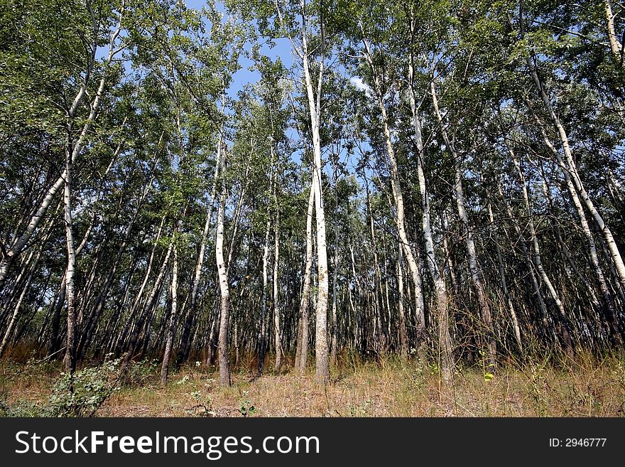 In the forrest taken by Fesus