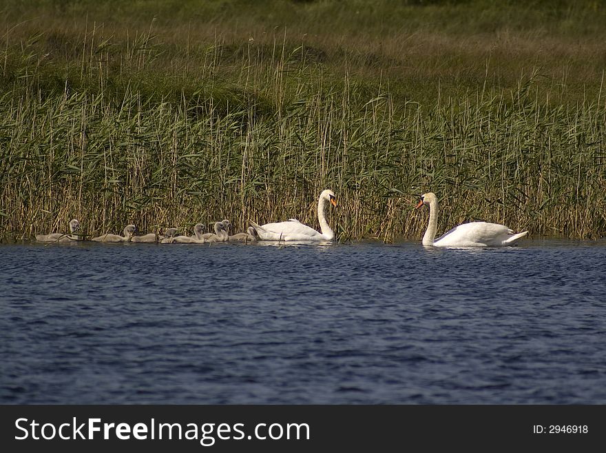 Swans in Ireland