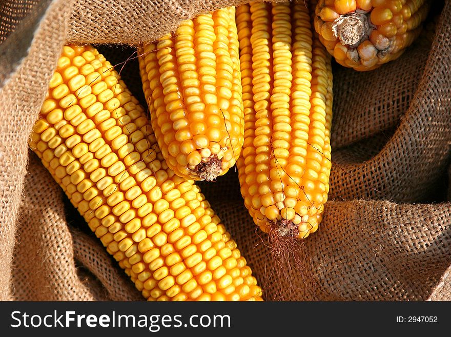 Seed Corn After The Harvest