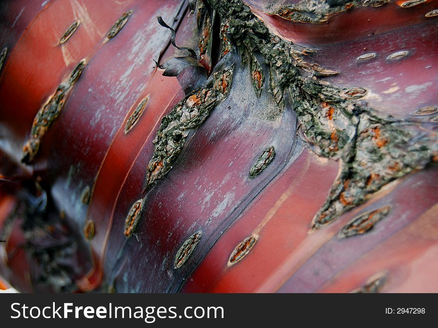 Close-up of a red tree.