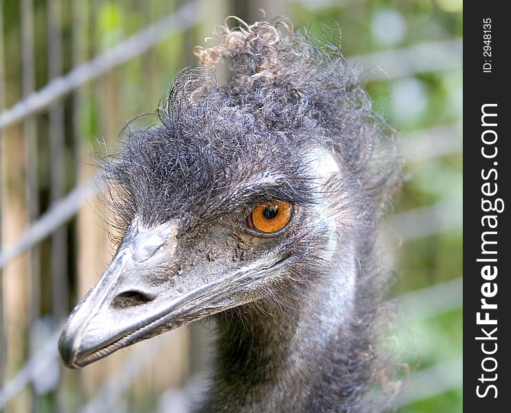 Close-up Portrait of Nice Ostrich. Close-up Portrait of Nice Ostrich