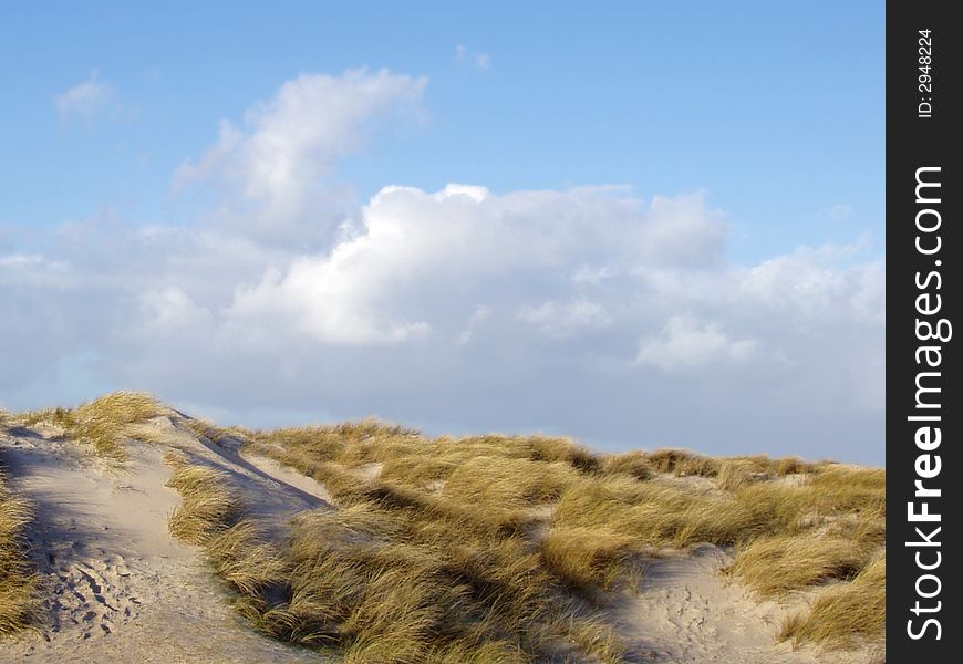 Lyme Grass At A Dune