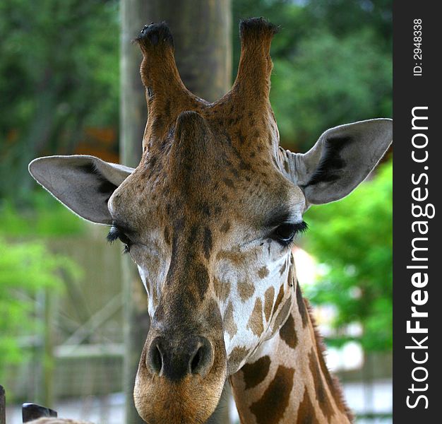 Portrait of giraffe. This one was very friendly