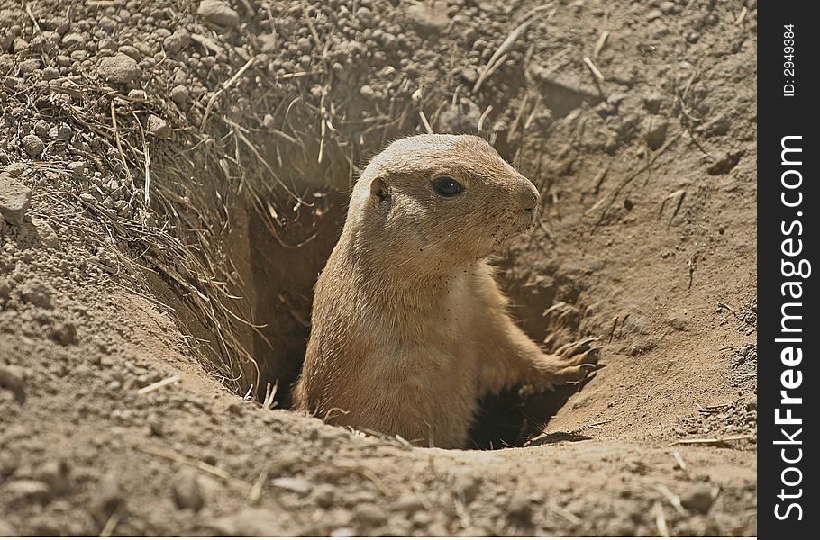 Prairie Dog emerging from burrow. Prairie Dog emerging from burrow