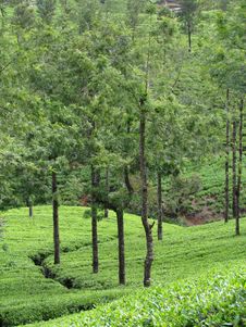 Organic  Tea Plantation Royalty Free Stock Photo